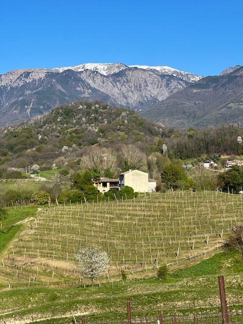 Vinmarkene ved Ghisolana med fjellene i bakgrunnen