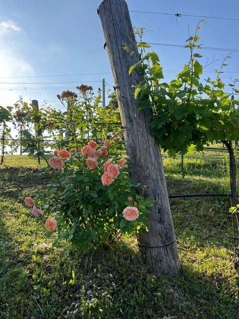 Roser og vinranker i Valpolicella